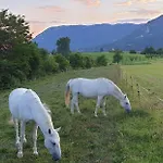 Gasthuis Lipizzaner