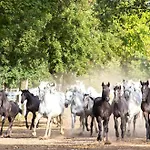 Lipizzaner 3*
