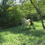 Lipizzaner 3* Postojna