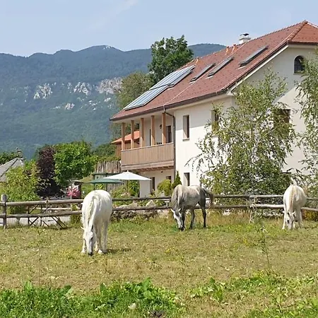 Lipizzaner 3*