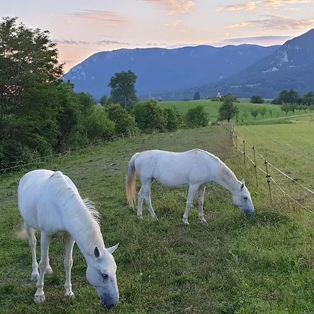 Gæstehus Lipizzaner