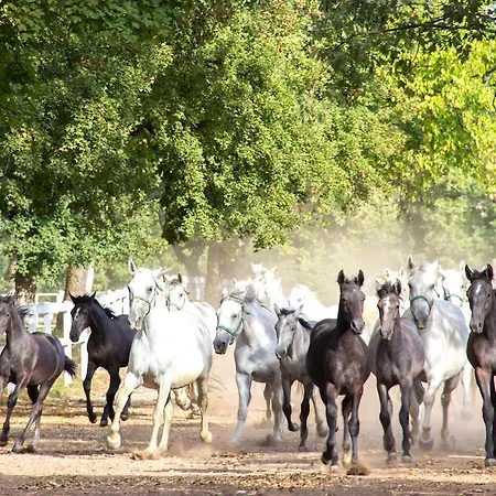 Lipizzaner 3*