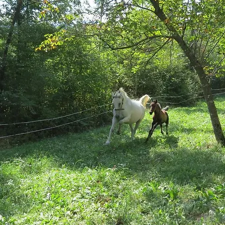 Lipizzaner 3* Postojna