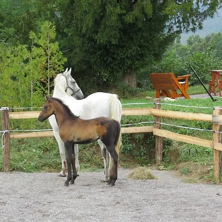 Pensjonat Lipizzaner