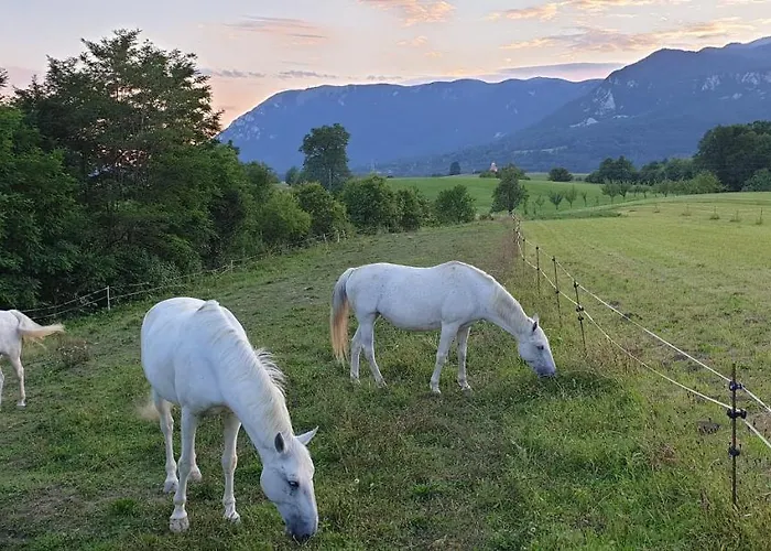Pensionat Lipizzaner