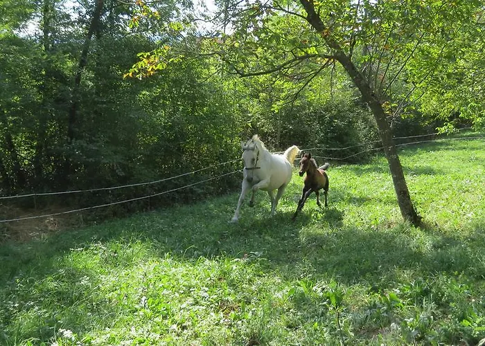 Lipizzaner 4* Postumia